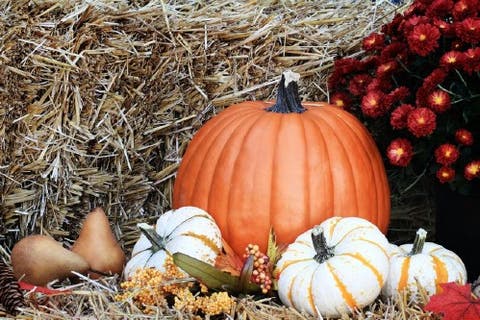 12. Pumpkins - 25 Foods You Can Re-Grow Yourself from Kitchen Scraps